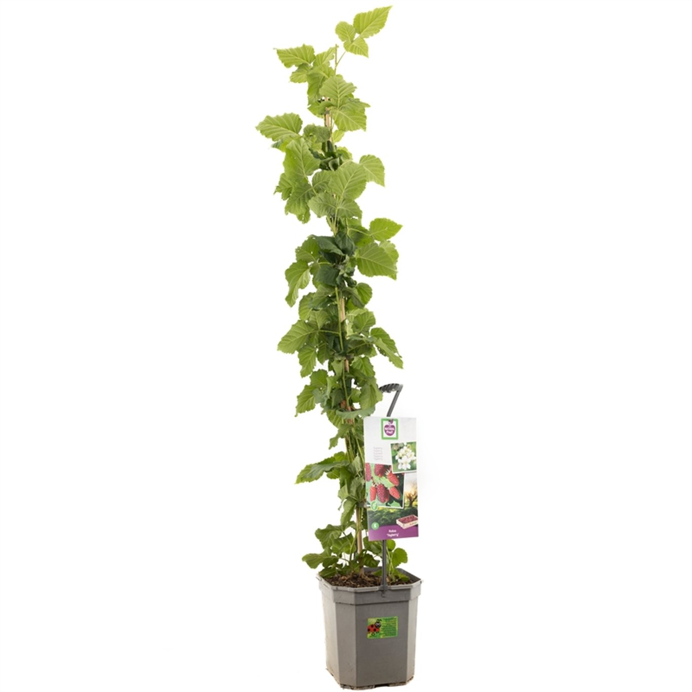 Rubus 'Tayberry' - C7,5 125-150 CM